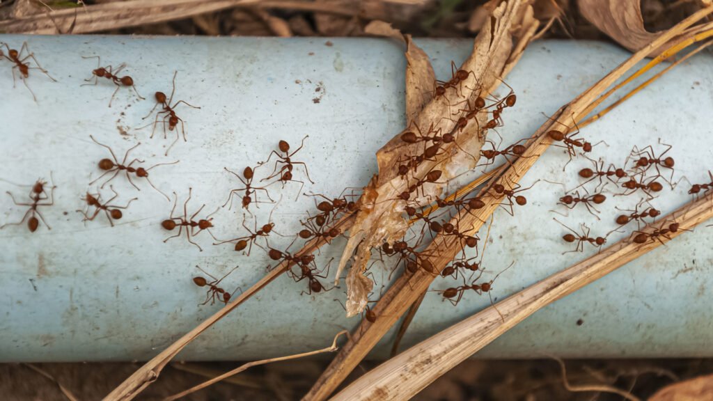 Fourmis charpentières dans l’Yonne : reconnaître une infestation et l’intervention d’un professionnel