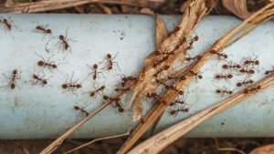 Fourmis charpentières dans l’Yonne : reconnaître une infestation et l’intervention d’un professionnel